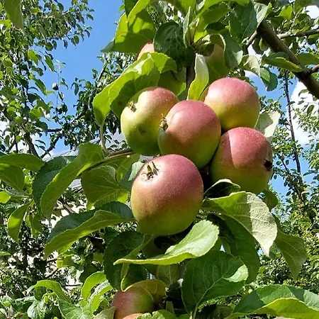 Апартаменты Herzstueck Erzgebirge Ольбернхау