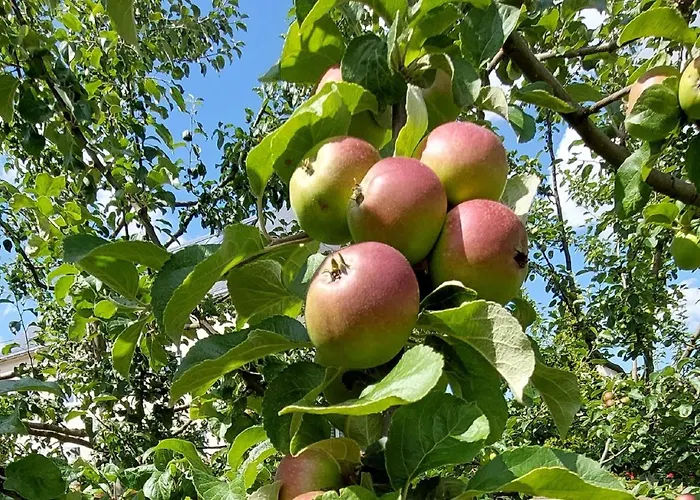 公寓 Herzstueck Erzgebirge 奥尔贝尔恩豪